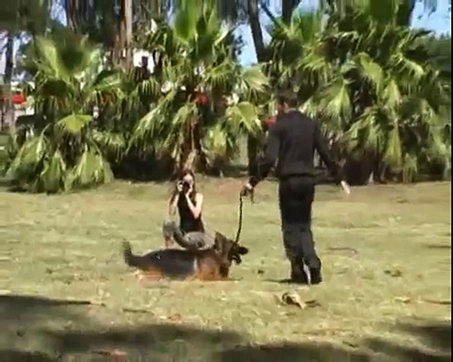 Adiestrando Canes 2da Parte