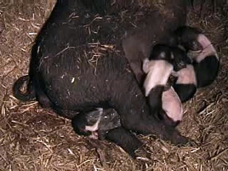 sattelschweingeburt.wmv