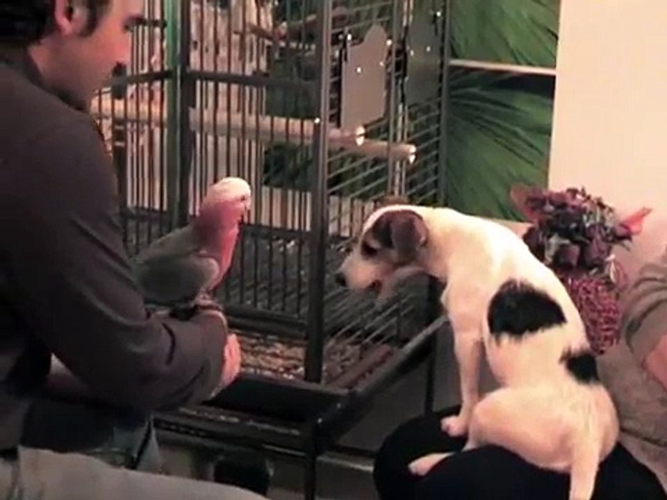 chouky et leeloo bisous entre perroquet et chien