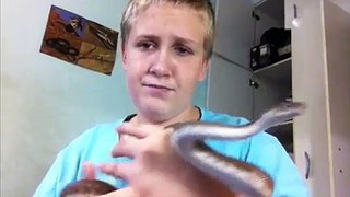 Stimson's Python Care Video