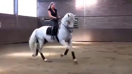 Camaron - PRE Stallion - For Sale