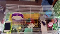 My cage tour! (All items listed in description for prices and where I bought them!)