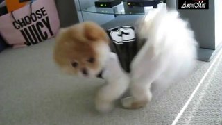 Boo chasing his tail - The World's Cutest Dog #4