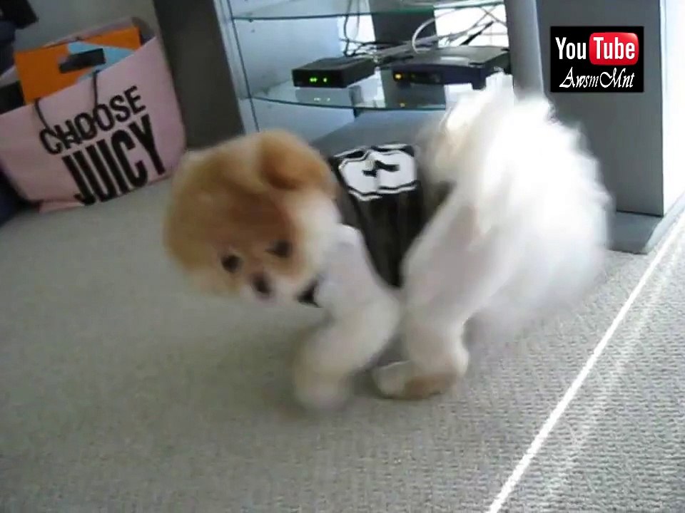 Boo chasing his tail - The World's Cutest Dog #4