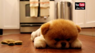 Boo Is going too Sleep - The World's Cutest Dog #1