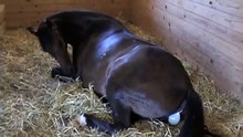Totilas colt at birth