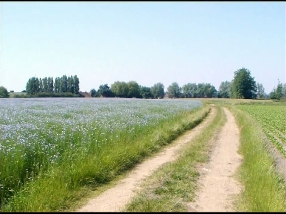 De vlaschaard (Deerlijk 1953)