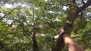 Gopro Tree climbing