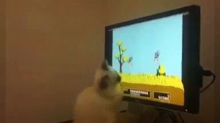 Gatito jugando con la PC- cat video game - Vìdeo Dailymotion