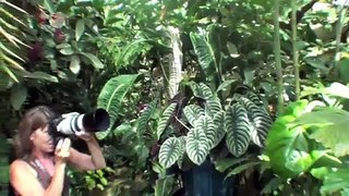 Virtual Tour of Marie Selby Botanical Gardens. Amazing Video footage!