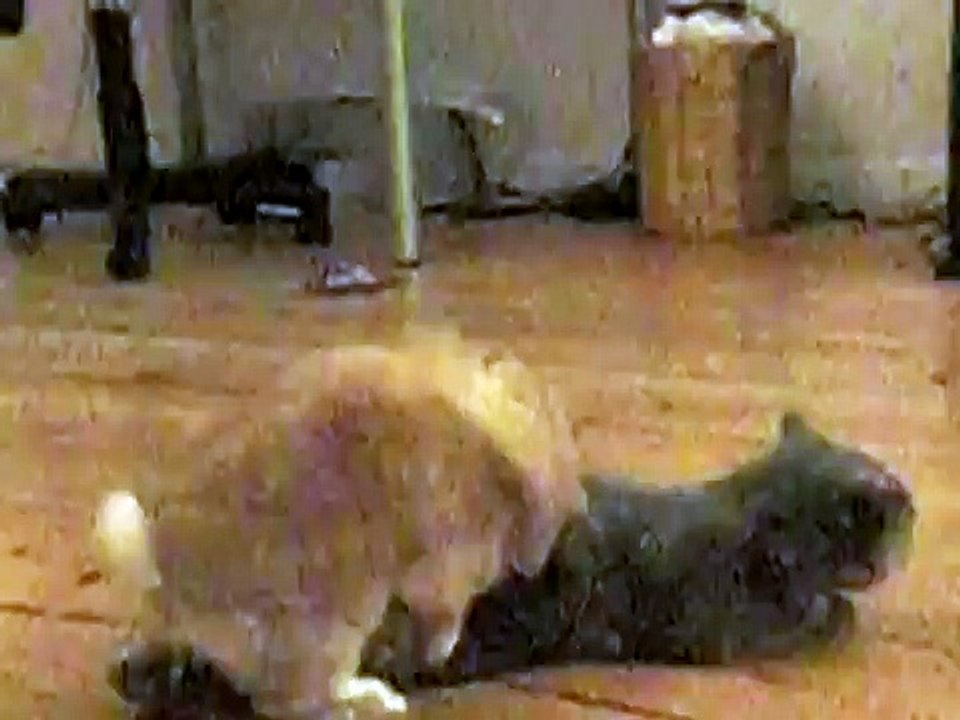 Bunny is making Love to Cat