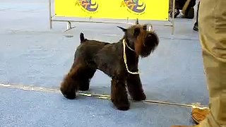 2009.11. 14 Miniature Schnauzer  FCI dog show