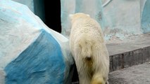 Новосибирский зоопарк. Белые медведи...жгут!))