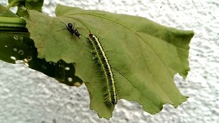 Amazing & Beautiful Green Caterpillar Fight With Big Black Ant - Animal Planet - Nature Documentary HD