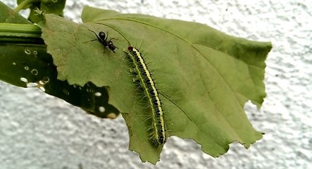 Amazing & Beautiful Green Caterpillar Fight With Big Black Ant - Animal Planet - Nature Documentary HD