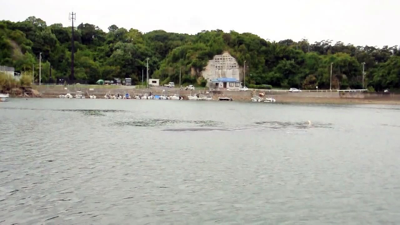 紀伊田辺市の迷いマッコウクジラ 2/2
