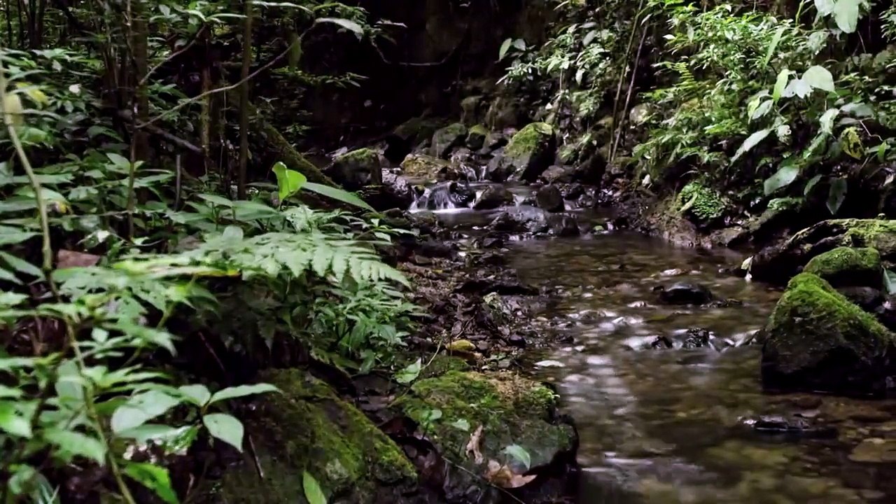 Visitez la "cloud forest" au Mexique - Vue aérienne au Drone