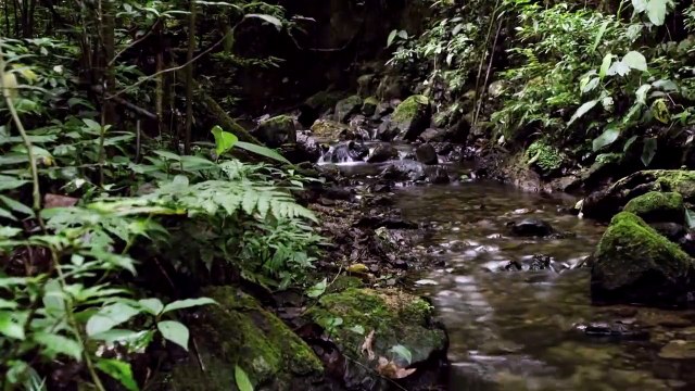 Visitez la cloud forest au Mexique - Vue aérienne au Drone