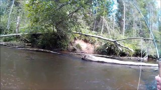 Fly fishing beginner episode 2 continued. One spot four trouts