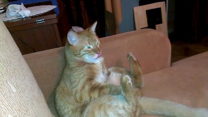 Funny cat hits himself with his Paw!