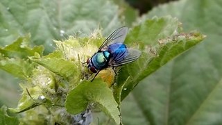Amazing Beautiful & Colorful Housefly On Tree - Animal Planet - Nature Documentary HD