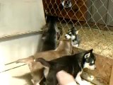 5 week old Siberian Husky Puppies Playing