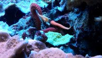 Red Sea Star in a professionally maintained marine tank | TerraReef Aquariums