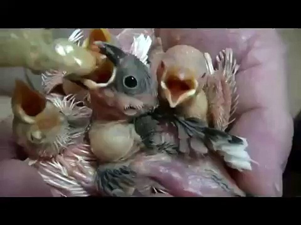 福岡県手乗りインコ小鳥販売店ペットミッキン　文鳥のヒナのエサの与え方　挿し餌　福岡　小倉　八幡　行橋　福津市