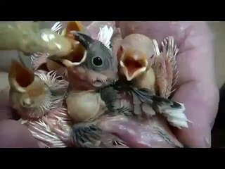 福岡県手乗りインコ小鳥販売店ペットミッキン　文鳥のヒナのエサの与え方　挿し餌　福岡　小倉　八幡　行橋　福津市