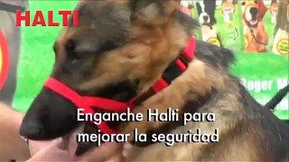 Halti Head Collar Pocurull