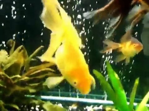 Kinds of Ornamental Fish Part 1 انواع اسماك الزينة الجزء 1