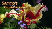 Sammo's Vegetable Garden - 6/9/2015 - Skinning Tomatoes