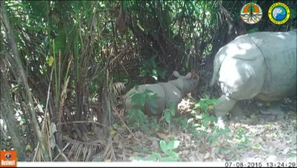 Trois bébés rhinocéros de l'espèce la plus rare au monde filmés en Indonésie