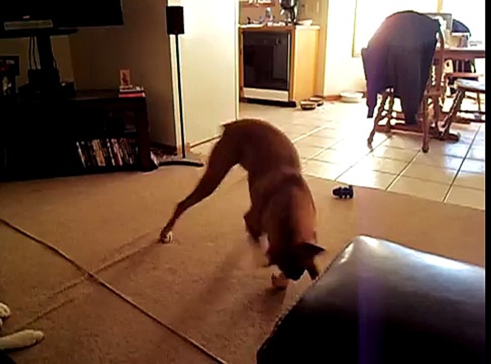 Boxer Playing With Herself