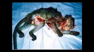 Animal Testing (The Ugly Truth)