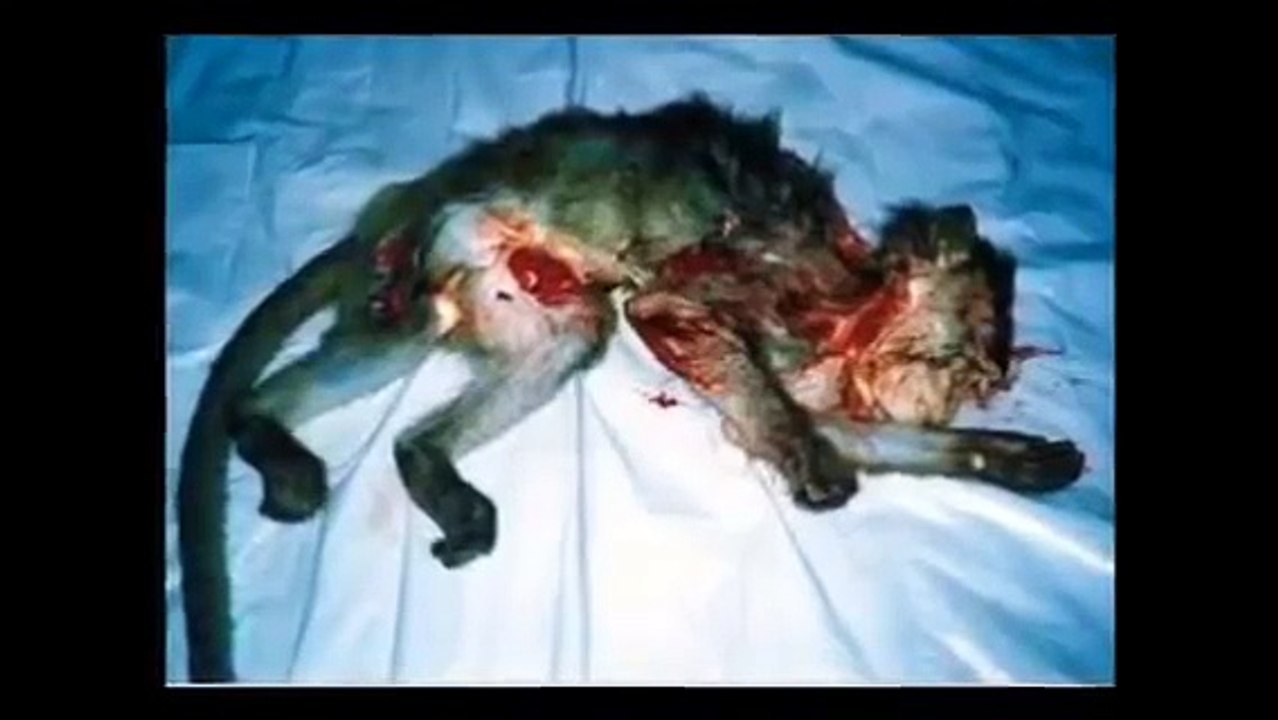 Animal Testing (The Ugly Truth)