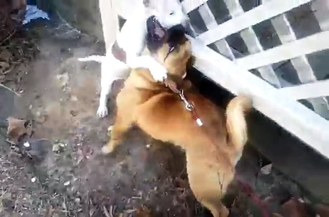 Animal Face-Off: Pitbull vs Pug 2011