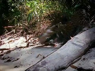 Animal Face-Off: Lion vs. Nile crocodile