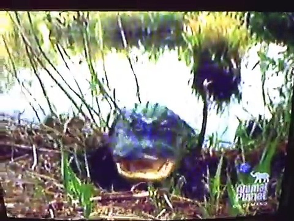 Bear v. Alligator Animal Face Off