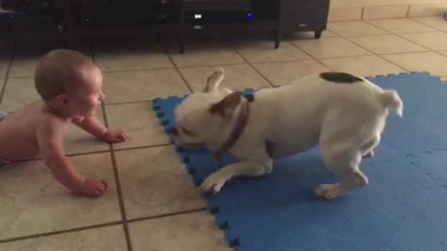 Baby hilariously entertained by spinning French Bulldog
