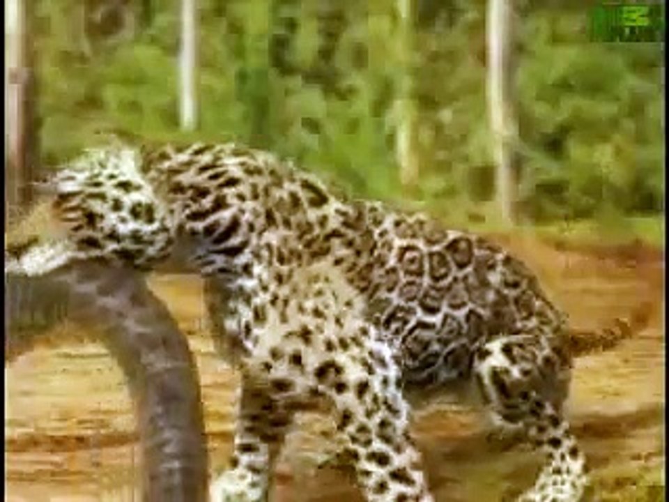 Animal Face Off Anaconda vs Jaguar video Dailymotion