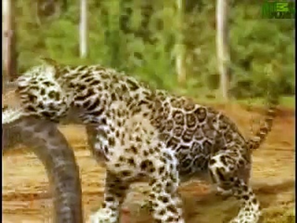 Animal Face Off  Anaconda vs  Jaguar