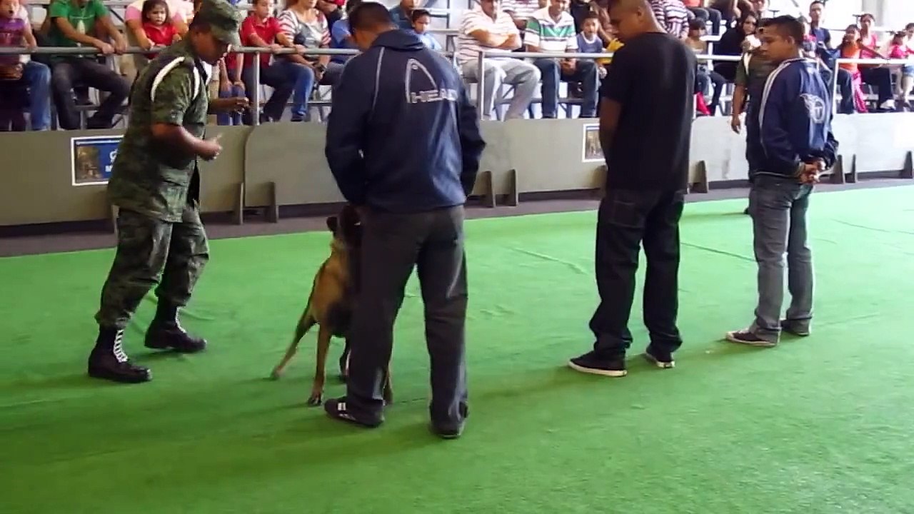 Entrenamiento Militar Canino 1