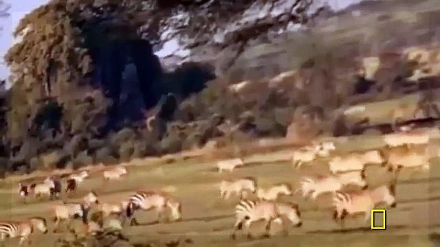National Geographic Documentary - Super Killing Machines - Lions and More! - Video Dailymotion