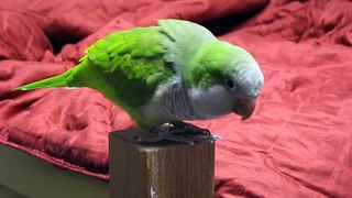 Parrot Trick: Spin