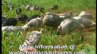 TURKEY FARMING PART - I by www.TamilnaduFarms.com