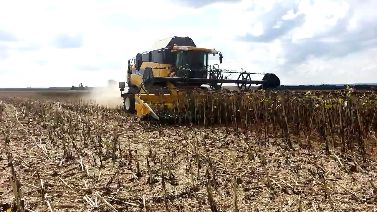 Récolte de tournesol