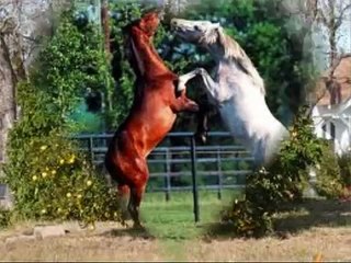 El Naranjo, Los Broncos De Reynosa (Redova)