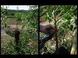 greffage arbres fruitiers corbières 2012