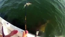 Grouper eats 4ft shark in one bite